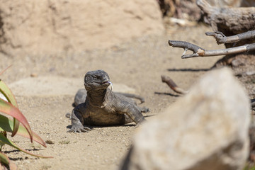 Komodo dragon 