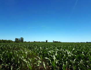 Cornfield 01