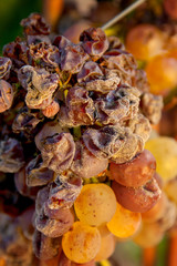 Late harvest of the grapes for Bolgheri Wine