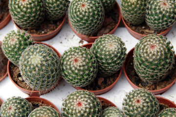 Small actuses in brown pots