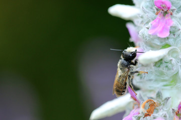 Wildbienen