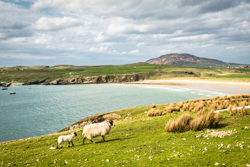Sheep By the Sea