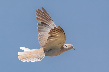 Mourning dove in flight.