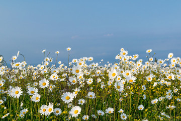Field of  Wild Daisies Compilation