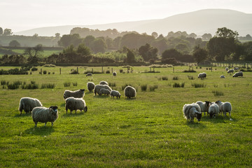 Obraz premium Field of Sheep