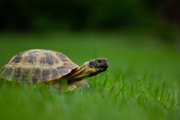 Tortoise