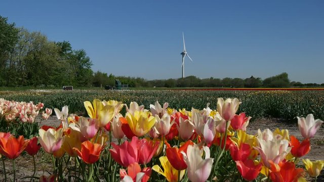 Piantagione di tulipani in Olanda