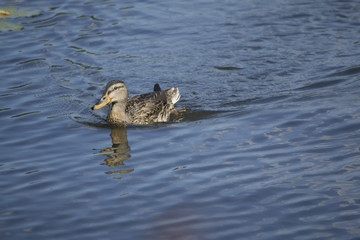 Строгино м-н