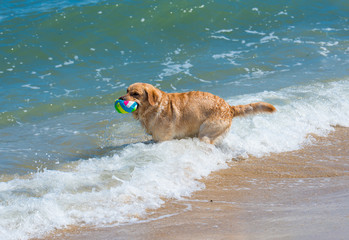 Golden Retrieverr  the  in the ocean