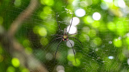 Spider in the center of the web. Close up