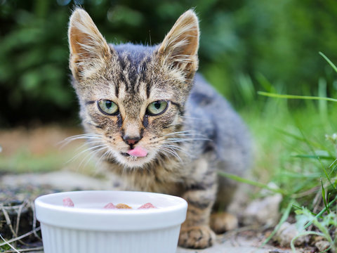 Nourriture Pour Chat Images Browse 26 Stock Photos Vectors And Video Adobe Stock