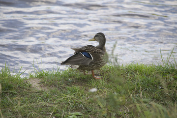 м-н Строгино