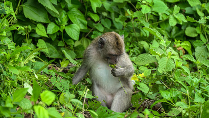 Naklejka na ściany i meble Funny monkey in forest
