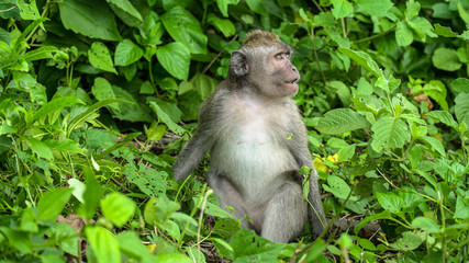 Funny monkey in forest