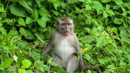 Naklejka na ściany i meble Funny monkey open mouth in forest