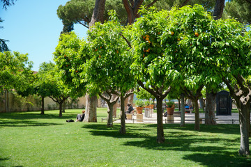 orange trees in park