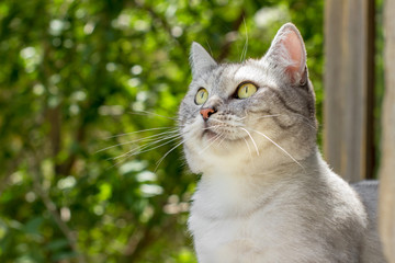 British gray cat on summer garden blurred background