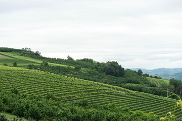 Fototapeta na wymiar Vineyards in the hills near Monticello d'Alba, Piedmont - Italy