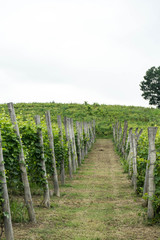 Fototapeta na wymiar Vineyards in the hills near Monticello d'Alba, Piedmont - Italy