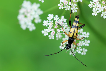 Gefleckter Schmalbock