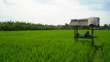 man relaxing on a rice field