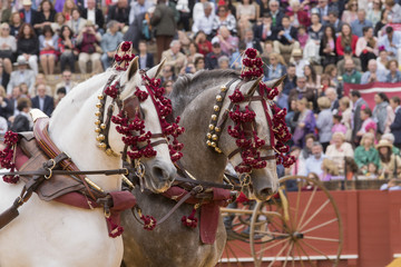 Dos caballos españoles con adornos a la calesera en la plaza de toros de sevilla