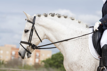 Retrato de un caballo español durante una competicion de doma clasica © Azahara