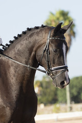 Obraz premium Retrato de un caballo oldenburgo