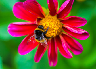 Honey bee sitting on flower.