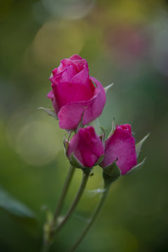 FLOWERS - three rose