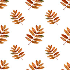 Seamless pattern with watercolor rowan leaf on white background.