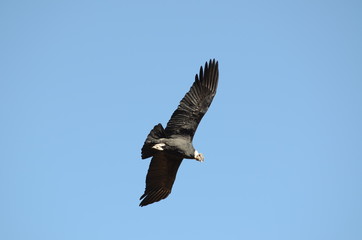 Condor Andino nel Canyon De Colca