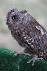 Little owl, possibly Athene Noctua sitting on artificial carpet covered bar, looking left.