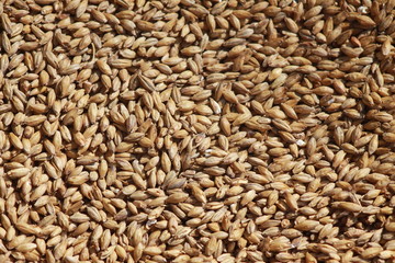 Barley seeds background