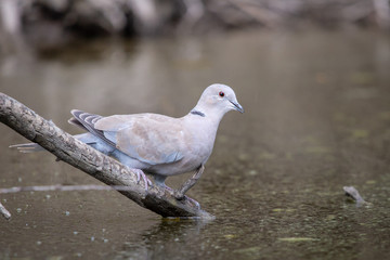 Collared dove or Streptopelia decaocto on branch drink dirty water