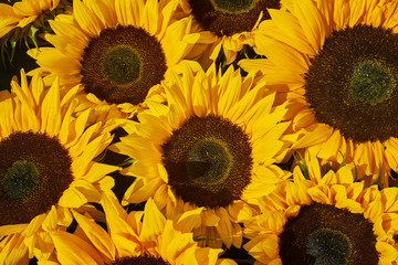 Sunflowers background. Top view