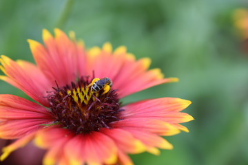 gift flower