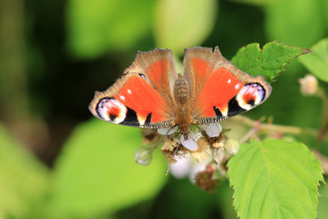 Tagpfauenauge