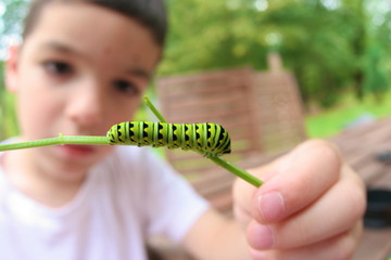 young child studying a caterpillar