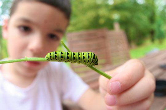Young Child Studying A Caterpillar