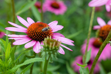 Bee on purple coneflower