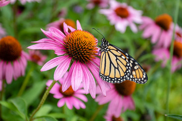 Monarch butterfly on purple coneflower