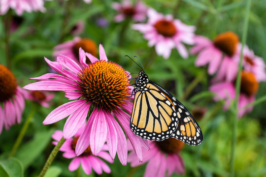 Monarch butterfly on purple coneflower