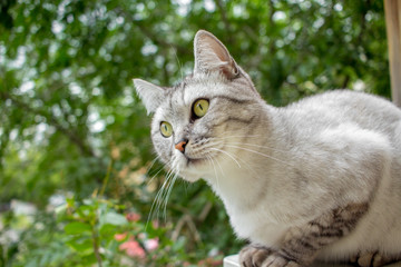 Naklejka na ściany i meble Gray british haircut cat in the green garden