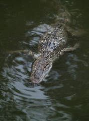 A Young Alligator in the Water