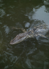 A Young Alligator in the Water
