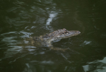 A Young Alligator in the Water