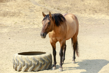 Brown horse with black mane standing in Horse Hill Preserve on a summer day. Mill Valley, Marin...