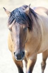 Buckskin horse close-up at Horse Hill Preserve. Mill Valley, Marin County, California, USA.