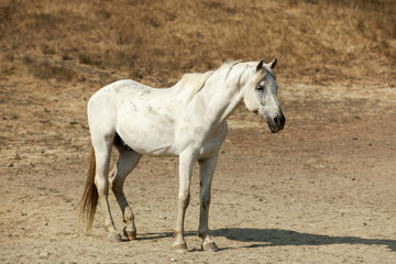 Obraz na płótnie Canvas White horse standing in Horse Hill Preserve. Mill Valley, Marin County, California, USA.